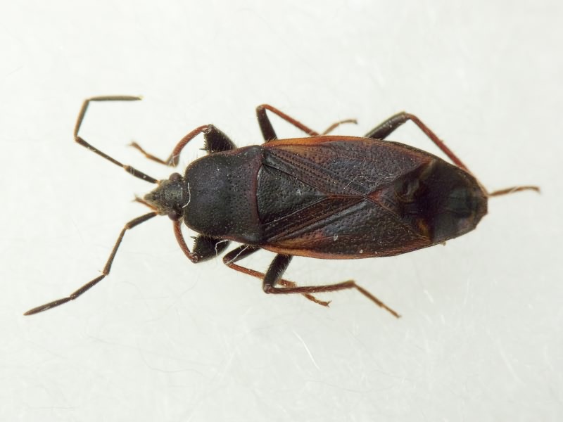 Eremocoris plebejus (Fallen, 1807)